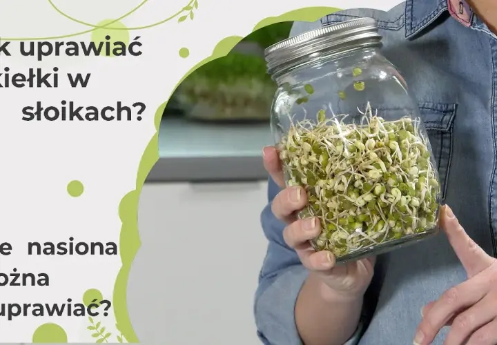 Jak uprawiać kiełki w domu - proste sposoby na zdrowe dodatki do diety
