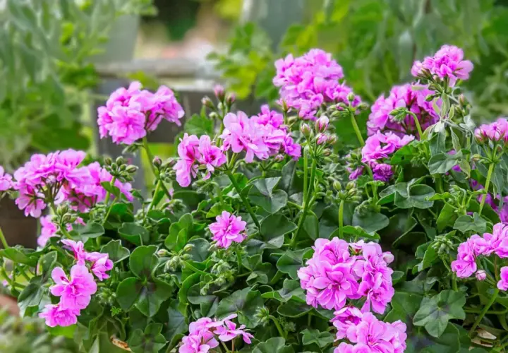 Kaskada różowych kwiatów pelargonii zwisającej pełnokwiatowej tworzy bujną, kwitnącą kompozycję.