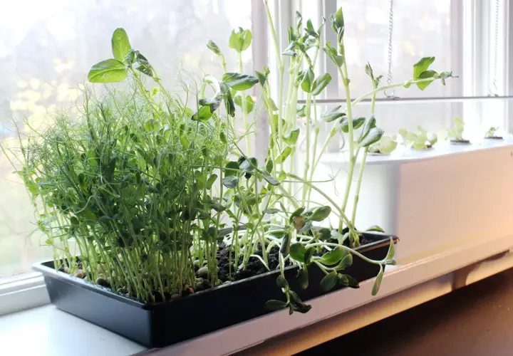 Färska skott av ärter och andra grönsaker växer i en fönsterkarm, redo att användas som krydda, likt laurus nobilis.