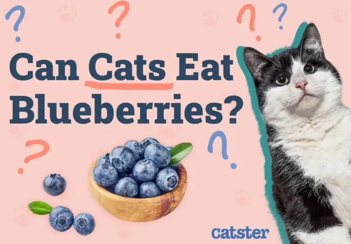 A black and white cat looks curiously at a bowl of blueberries, with the text "Can Cats Eat Blueberries?" prominently displayed.