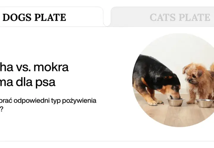 Sucha czy mokra karma dla psa? Poznaj wady, zalety i wybierz mądrze