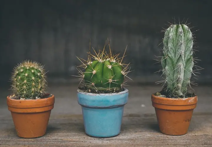 Tres cactus en macetas, uno azul y dos de terracota. ¿Cada cuanto se riega un cactus? Poco, ¡son resistentes!