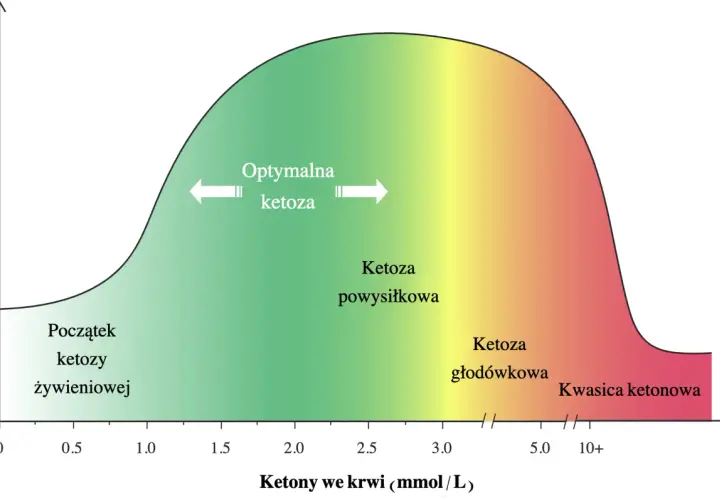 Wykres pokazuje optymalne zasilanie mięśni i mózgu w zależności od poziomu ketonów we krwi. Stan ketozy po ilu dniach zależy od poziomu ketonów, od początku żywieniowej ketozy do kwasicy ketonowej.