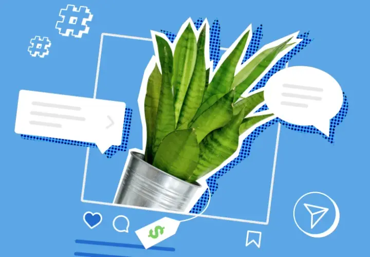 Jak wejść w link bio na Instagramie? Zobacz, jak łatwo znaleźć cenne informacje i oferty, jak ta roślina w doniczce.
