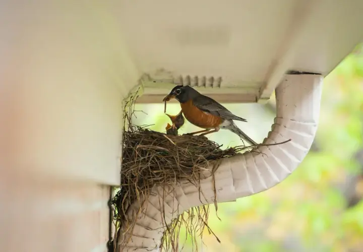 Ein Rotkehlchen füttert seine Jungen im Nest unter einer Dachrinne.