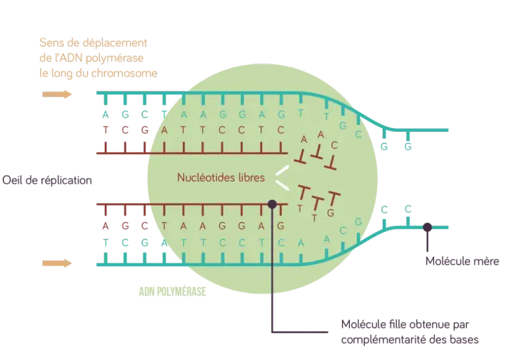 Schéma de la réplication de l'ADN : l'ADN polymérase crée une nouvelle molécule fille en assemblant des nucléotides libres, suivant le brin mère.