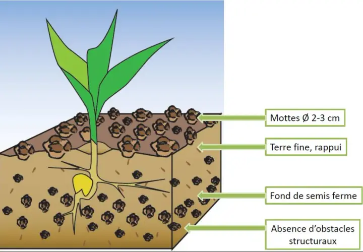 Illustration d'un jeune plant de colza avec ses racines, montrant la profondeur de semis idéale : terre fine, rappuyée, sans obstacles structuraux.