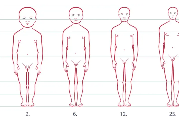 Ilustracja pokazuje fazy rozwoju człowieka od noworodka do 25. roku życia, ukazując zmiany proporcji ciała.