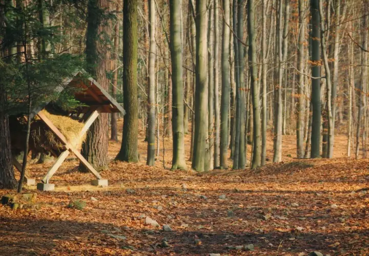 Jesienny las Bronaczowa, paśnik dla zwierząt wśród drzew i opadłych liści.