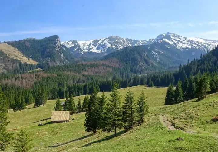 Łagodne zbocza i lasy Tatr, idealne na pierwsze szlaki turystyczne w Zakopanem. Widok na ośnieżone szczyty.
