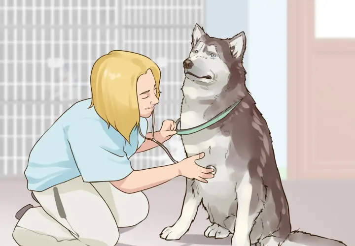 Veterinario examina a un husky con un estetoscopio, mostrando cómo ganarse la confianza de un perro con paciencia y cuidado.