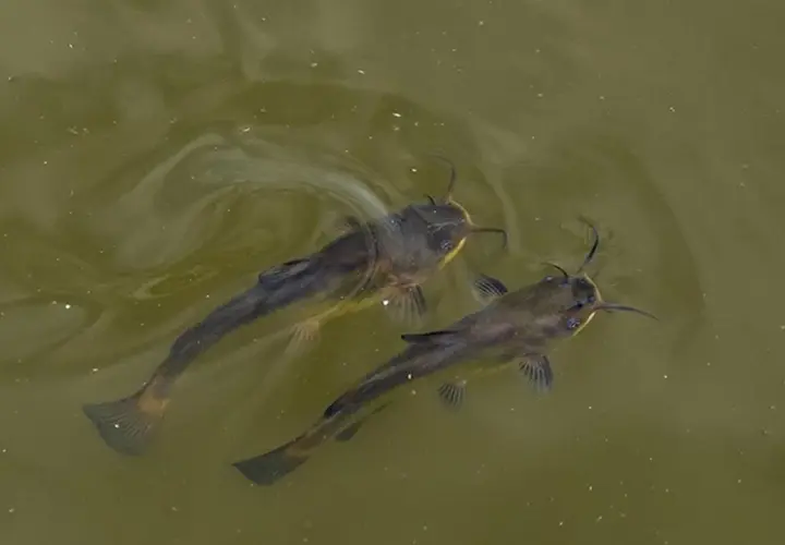 Dos peces gato nadan juntos en aguas turbias, sus barbillones apuntan hacia adelante.