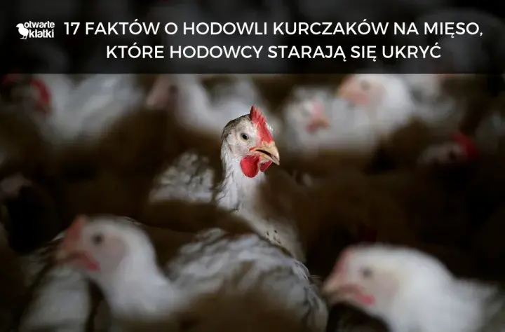 Ile trwa hodowla kurczaka? Zaskakujące fakty o czasie wzrostu