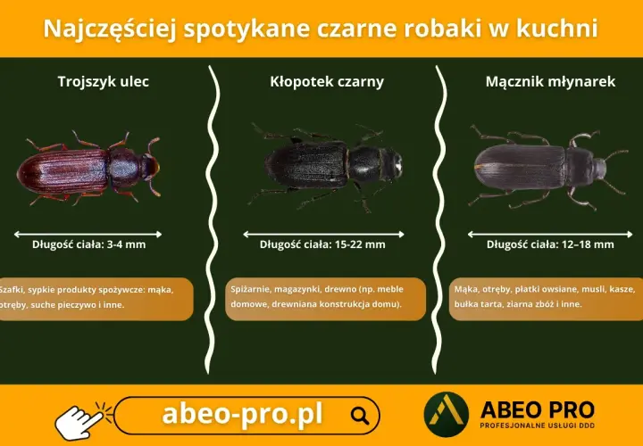 Trzy rodzaje małych czarnych robaków podobnych do pluskiew: trojszyk ulec, kłopotek czarny i mącznik młynarek, z opisami ich wielkości i miejsc występowania.