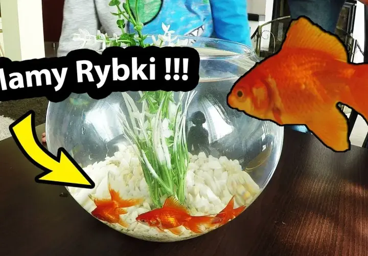 Ile kosztuje złota rybka w kuli? Sprawdź ceny i wymagania opieki