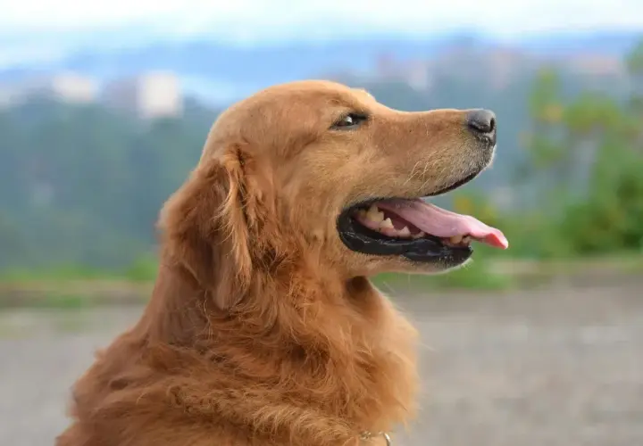 Złoty retriever z językiem na wierzchu, gotowy na spacer po podaniu nifuroksazydu dla psa.