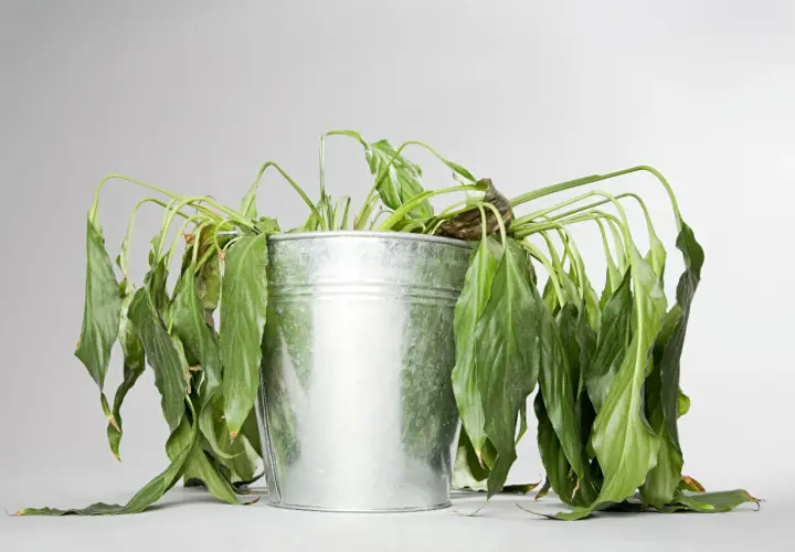 Plante d'intérieur, un lierre d'intérieur qui meurt, ses feuilles vertes sont tombantes et flétries dans un pot en métal.