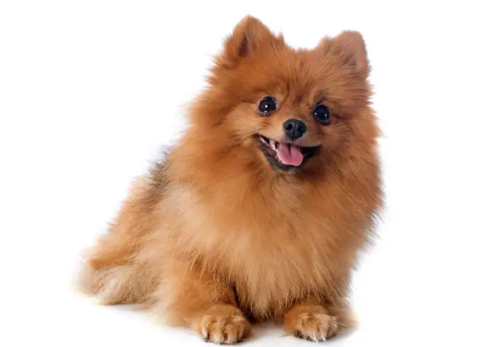 Adorable perro pomsky de pelaje naranja y blanco, con ojos oscuros y expresivos, y una lengua rosada asomando.