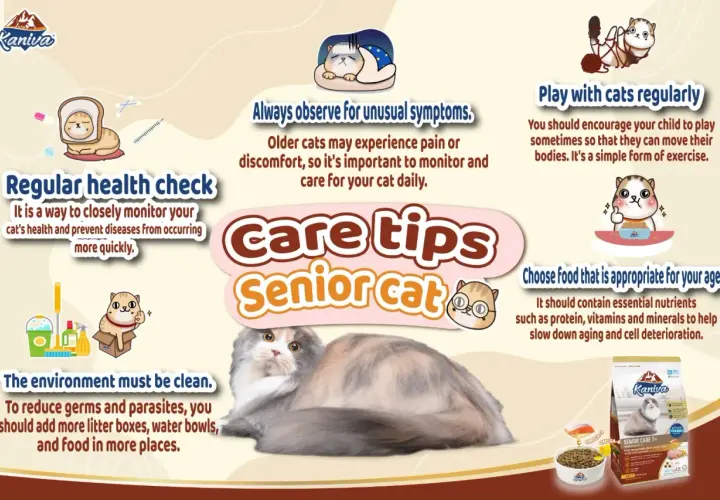Care tips for senior cats: regular health checks, observing symptoms, clean environment, play, and appropriate food.