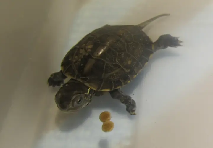 Una pequeña tortuga china de tres crestas nada en agua clara, con dos bolitas de comida flotando cerca.