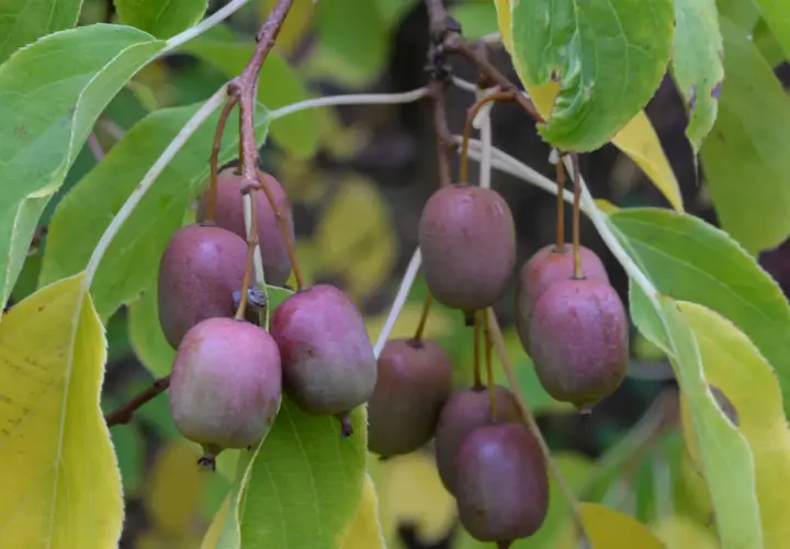 En klase små, lila kiwifrukter hänger från en gren, ett bevis på att det går att odla kiwi i Sverige.