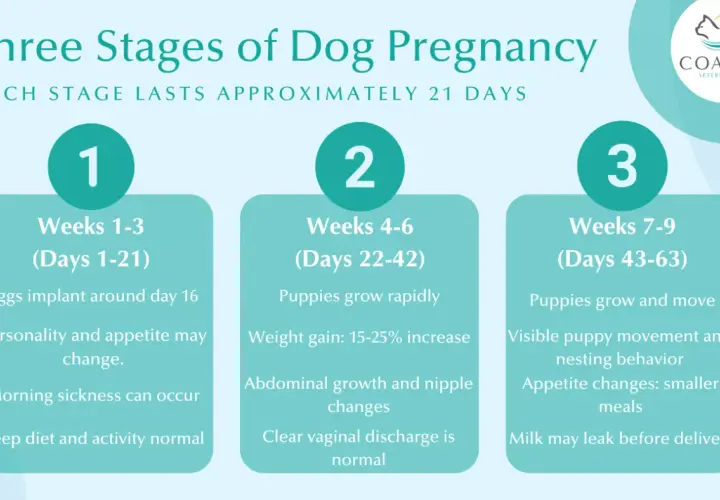 Learn how to tell if your dog is pregnant by observing changes in weeks 1-3, 4-6, and 7-9, including appetite shifts and physical signs.