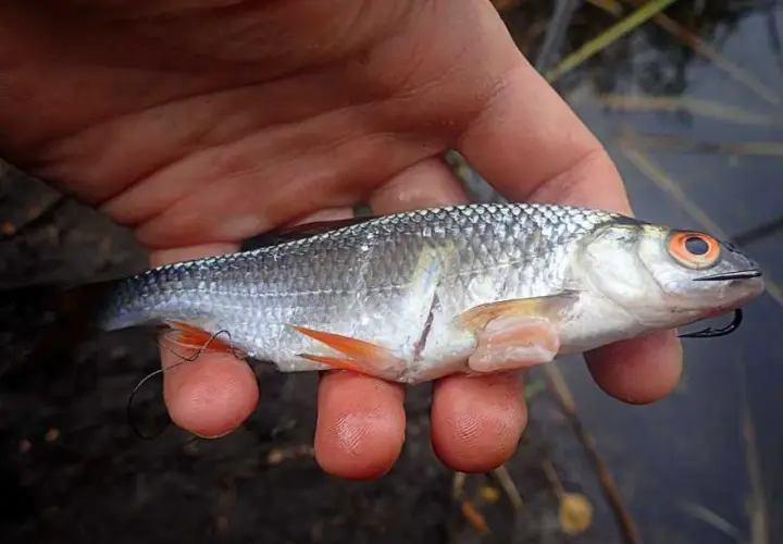 Lśniące przynęty: Jak wabić drapieżniki? Poradnik eksperta.