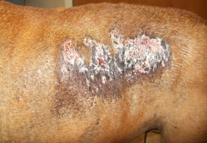A dog's flank shows a large, crusty lesion with white and pinkish deposits, indicative of calcinosis cutis.