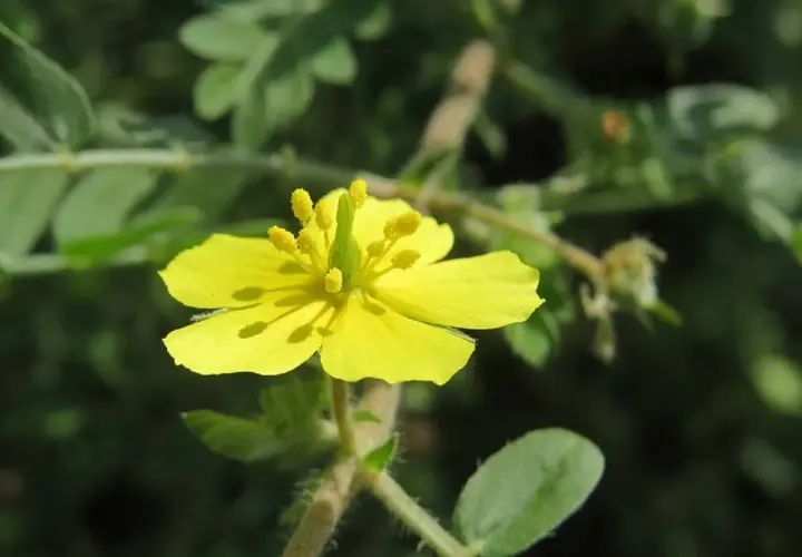 Un fiore giallo brillante della tribolo pianta, con petali delicati e stami evidenti, si staglia su uno sfondo verde sfocato.