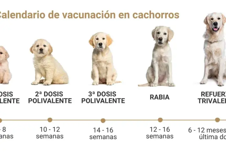 Calendario de vacunación para cachorros: 1ª dosis trivalente, 2ª y 3ª polivalente, rabia y refuerzo trivalente.