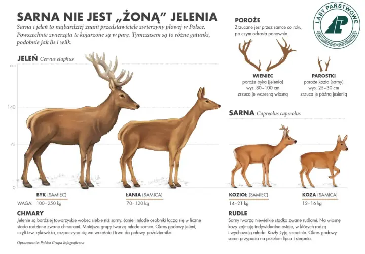Łania, czyli samica jelenia, prezentowana obok samca. W tle widoczna jest również sarna.