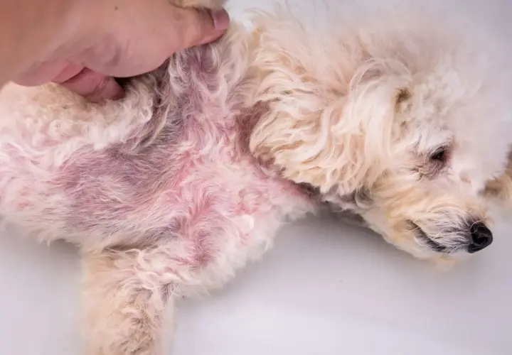 Poil du chien atteint de dermatite séborrhéique, la peau est rouge et irritée.