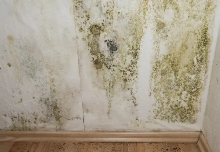 Taches de moisissure verdâtres et noires sur un mur intérieur, signe de condensation.