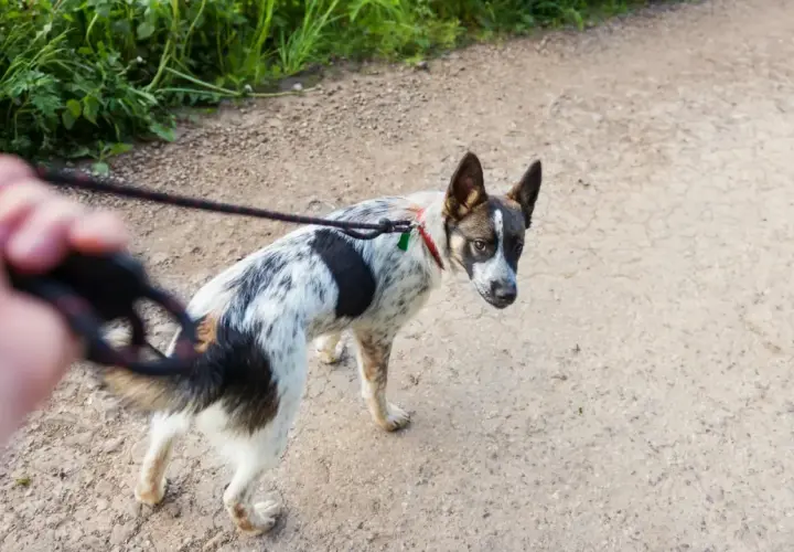 Ein Hund bellt andere Hunde an und zieht an der Leine, während er auf einem Feldweg spazieren geht.