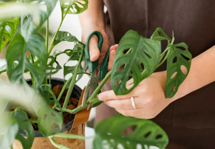 Dłonie przycinają zielone monstera pędy, tworząc nowe sadzonki.
