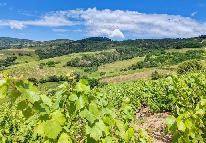 Vignoble verdoyant sous un ciel bleu et nuageux, typique de l'appellation Morgon. Les vignes en premier plan promettent un excellent millésime.