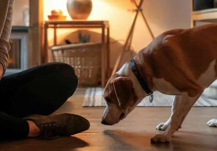 Un chien brun et blanc renifle le sol près d'une personne assise.