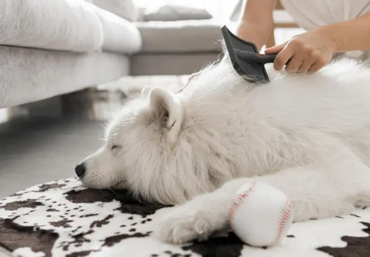 Un perro de pelo blanco duerme plácidamente mientras le cepillan el pelaje.