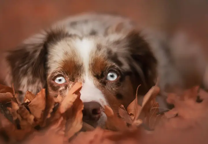 Ein Hund mit leuchtend blauen Augen versteckt sich im Herbstlaub. Er schaut neugierig hervor, als ob er gerade Eicheln sucht.