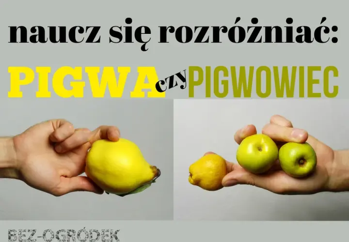 Ręka trzyma dużą, żółtą pigwę obok mniejszej, zielonej pigwy i dwóch jabłek. Naucz się rozróżniać pigwa drzewo.