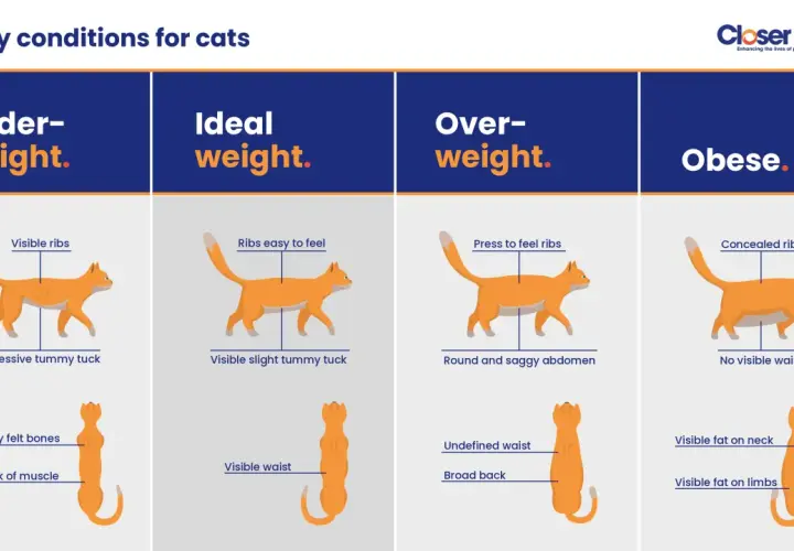 Visual guide showing cat body conditions: underweight, ideal weight, overweight, and obese. Ideal weight means ribs are easy to feel, not too much or too little tummy tuck, and a visible waist.