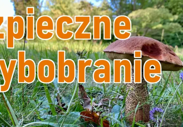 Bezpieczne grzybobranie: poradnik grzybiarza. Dwa borowiki w trawie, jeden z nich z bliska, z pomarańczowym napisem.