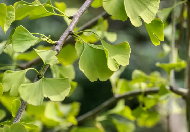 Ginkgo biloba-trädets unika, flikiga blad lyser i grönt mot en mjuk bakgrund.
