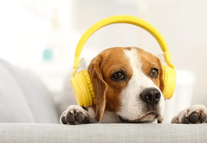 Beagle w żółtych słuchawkach słucha muzyki dla psów, leżąc na kanapie.