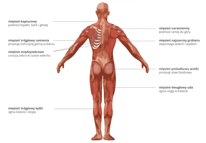 Anatomia człowieka: widok z tyłu na mięśnie, w tym mięsień naramienny, najszerszy grzbietu, pośladkowy wielki i dwugłowy uda.