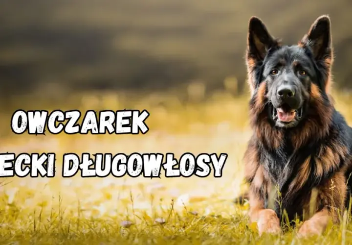 Jak wytresować owczarka niemieckiego i uniknąć najczęstszych błędów
