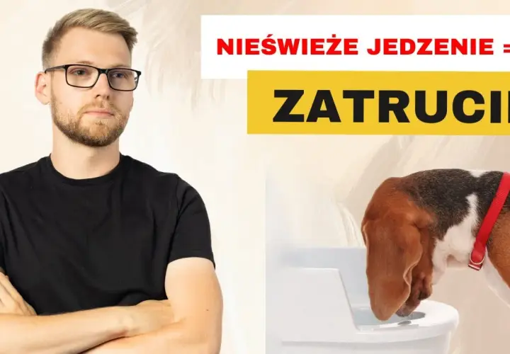 Co podać psu na zatrucie? Pierwsza pomoc i ostrzeżenia