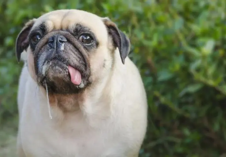 Un carlino con mocos y la lengua fuera. ¿Qué le puedo dar a mi perro si tiene mocos?