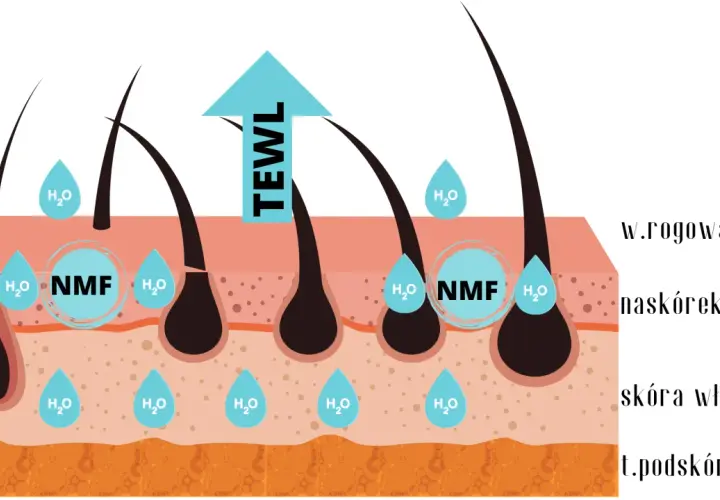 NMF to naturalne czynniki nawilżające skórę. Diagram pokazuje, jak NMF zatrzymuje wodę (H₂O) w naskórku, zapobiegając jej utracie (TEWL).