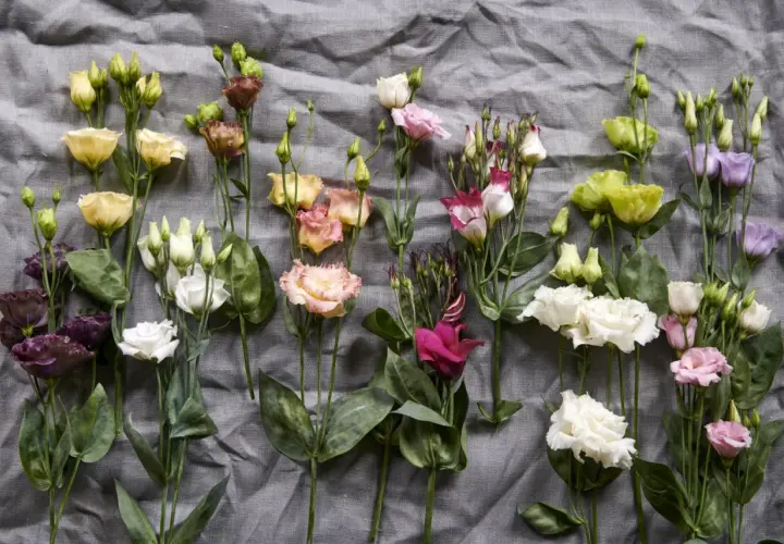 Un bouquet de lisianthus aux couleurs variées, symbolisant l'appréciation et la gratitude.